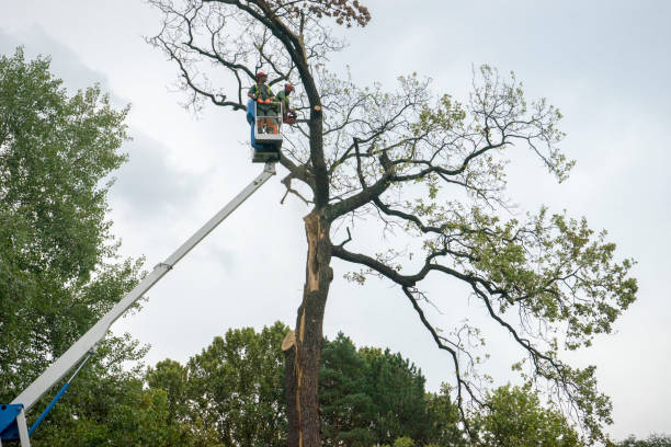 Best Dead Tree Removal  in Cologne, NJ